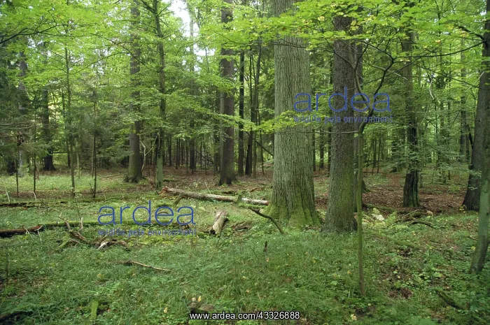 : Bialowieza primaeval forest, Poland : Bialowieza primaeval forest, Poland