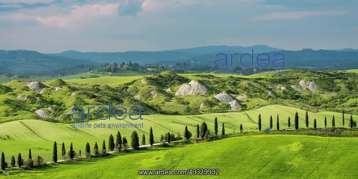 : Biancane di Leonina, hilly landscape with cypres : Biancane di Leonina, hilly landscape with cypres