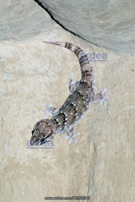 : Bibron's Gecko hunting for insects attracted to light : Bibron's Gecko hunting for insects attracted to light
