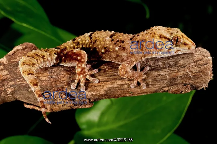 : Bibron's Gecko, Pachydactylus bibroni, Native : Bibron's Gecko, Pachydactylus bibroni, Native