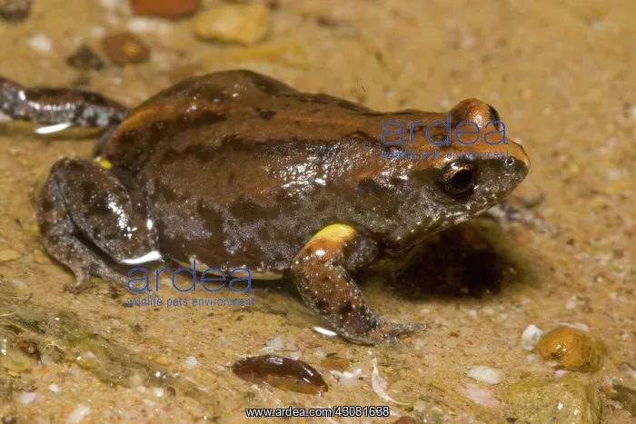 : Bibron's Toadlet : Bibron's Toadlet