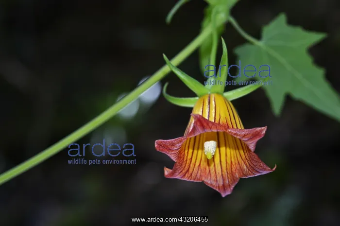 : Bicacaro (Canarina canariensis), It is an endemic : Bicacaro (Canarina canariensis), It is an endemic