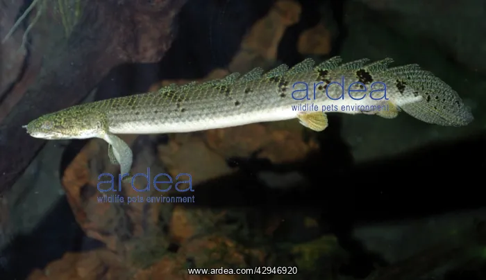 : Bichir, primitive air breathing fish, freshwater : Bichir, primitive air breathing fish, freshwater