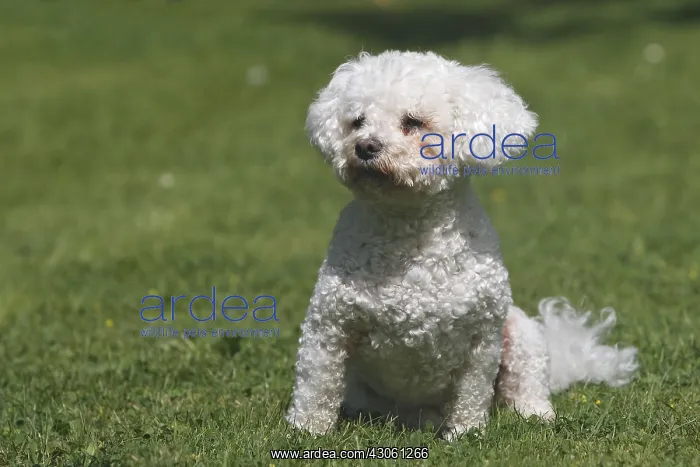 : Bichon frise crossing Bichon Maltese and Poodle : Bichon frise crossing Bichon Maltese and Poodle