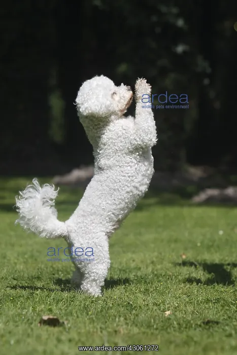 : Bichon frise crossing Bichon Maltese and Poodle : Bichon frise crossing Bichon Maltese and Poodle
