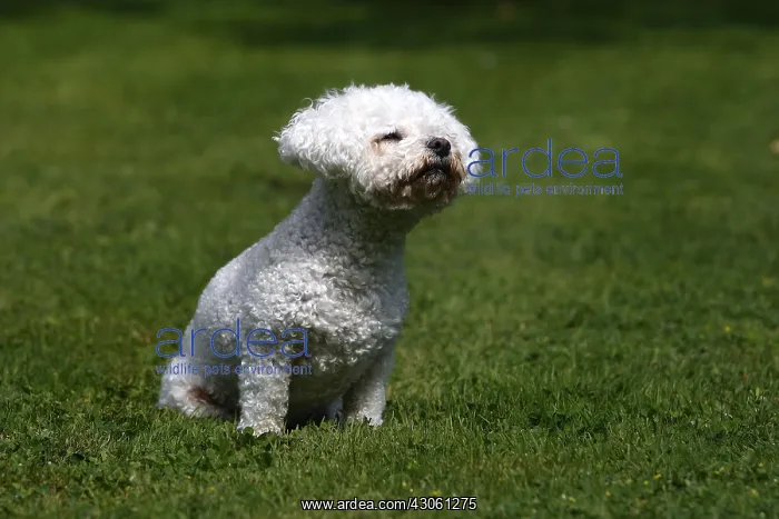 : Bichon frise crossing Bichon Maltese and Poodle : Bichon frise crossing Bichon Maltese and Poodle
