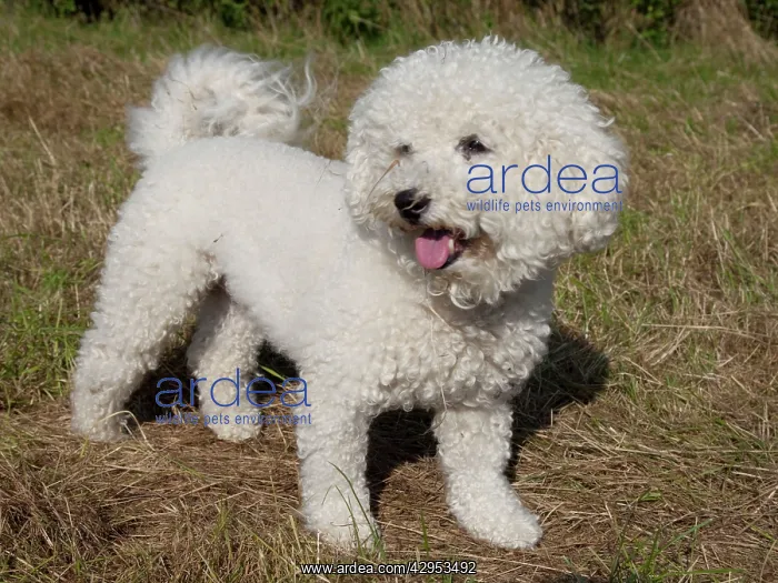 : Bichon Frise curly lap dog : Bichon Frise curly lap dog