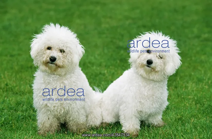  : Bichon Frise Dog - two