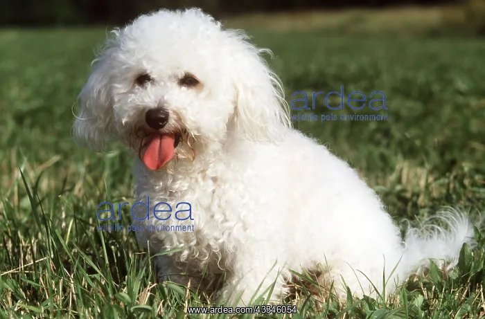  : BICHON FRISE DOG - on grass