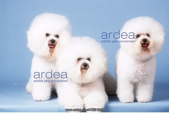: BICHON FRISE DOG - x three in studio : BICHON FRISE DOG - x three in studio