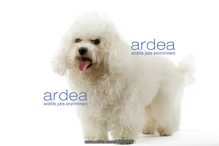  : Bichon Frise. Also known as Tenerife Dog