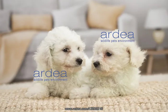  : Two Bichon Frise puppies indoors
