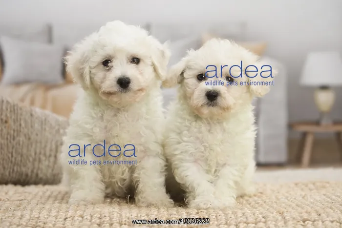  : Two Bichon Frise puppies indoors