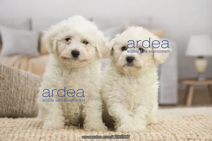  : Two Bichon Frise puppies indoors