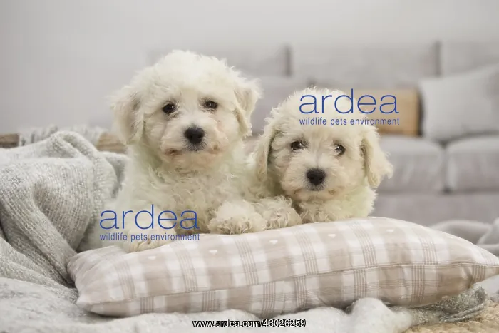  : Two Bichon Frise puppies indoors