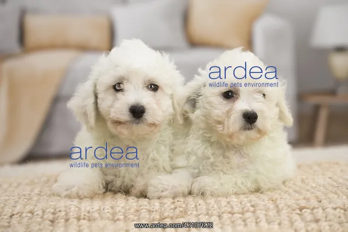  : Two Bichon Frise puppies indoors