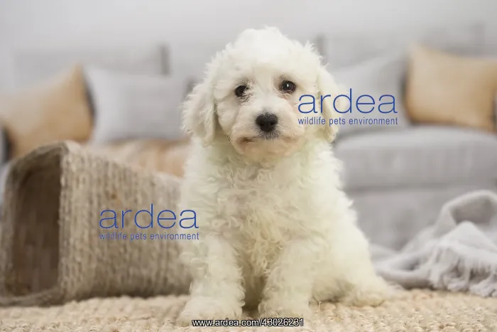  : Bichon Frise puppy indoors