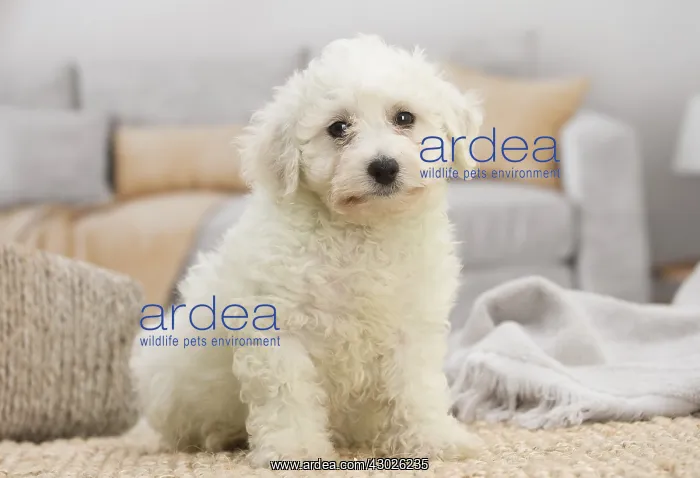  : Bichon Frise puppy indoors