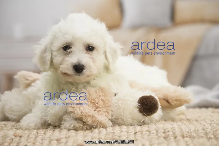  : Bichon Frise puppy indoors