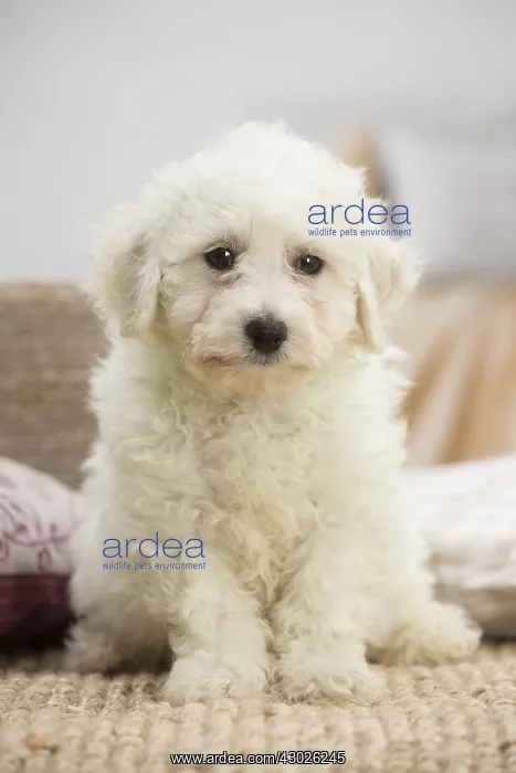  : Bichon Frise puppy indoors
