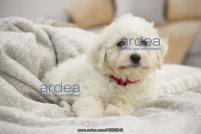  : Bichon Frise puppy indoors