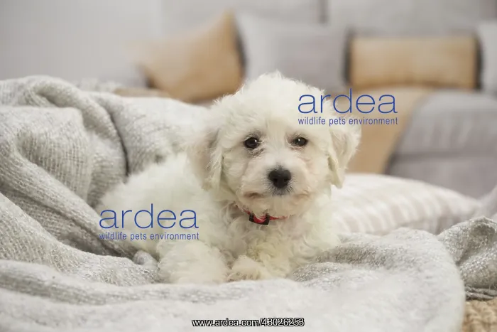  : Bichon Frise puppy indoors
