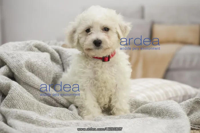  : Bichon Frise puppy indoors