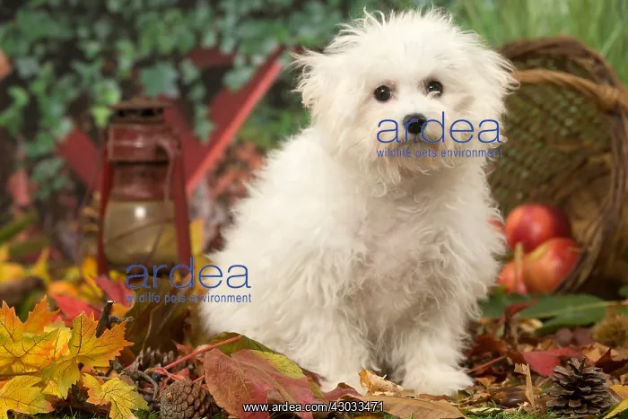  : Bichon Frise puppy outdoors in autumn