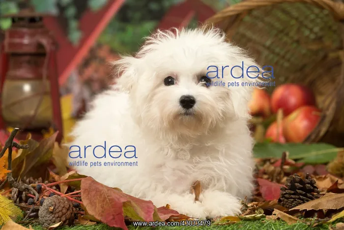  : Bichon Frise puppy outdoors in autumn