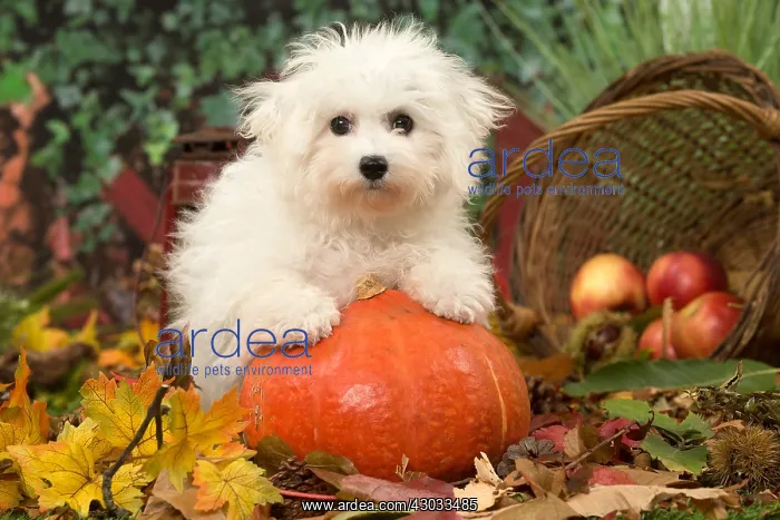 : Bichon Frise puppy outdoors in autumn : Bichon Frise puppy outdoors in autumn