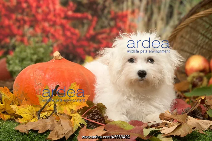  : Bichon Frise puppy outdoors in autumn