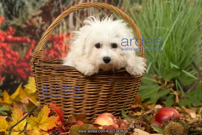  : Bichon Frise puppy outdoors in autumn