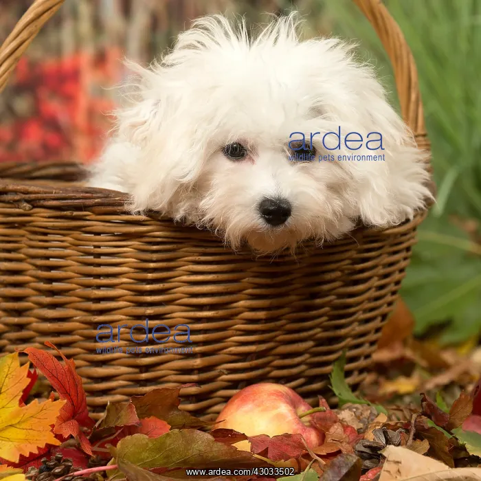  : Bichon Frise puppy outdoors in autumn