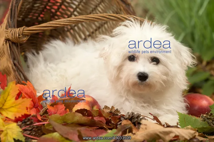  : Bichon Frise puppy outdoors in autumn