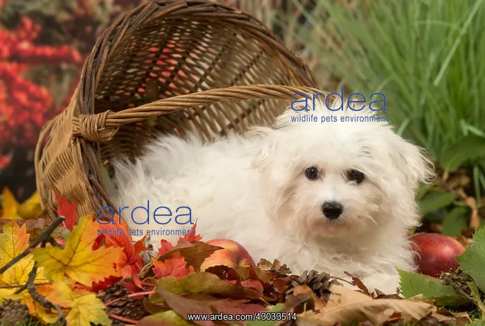  : Bichon Frise puppy outdoors in autumn