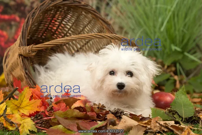  : Bichon Frise puppy outdoors in autumn