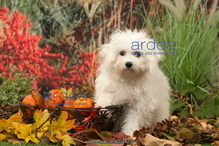  : Bichon Frise puppy outdoors in autumn