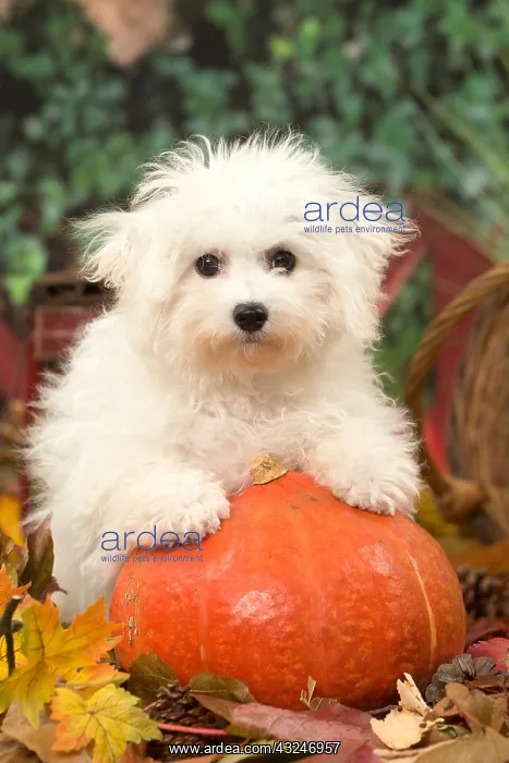 : Bichon Frise puppy outdoors in autumn : Bichon Frise puppy outdoors in autumn