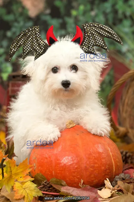 : Bichon Frise puppy outdoors at Halloween with a punlkin and : Bichon Frise puppy outdoors at Halloween with a punlkin and