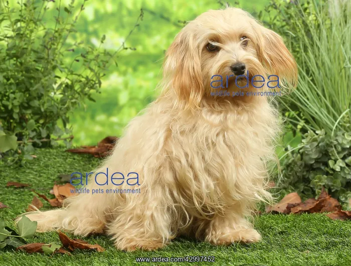 : Bichon Havanais dog outdoors : Bichon Havanais dog outdoors