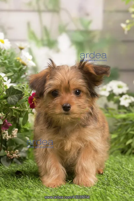  : Bichon Havanais (Havanese) puppy outdoors in the garden