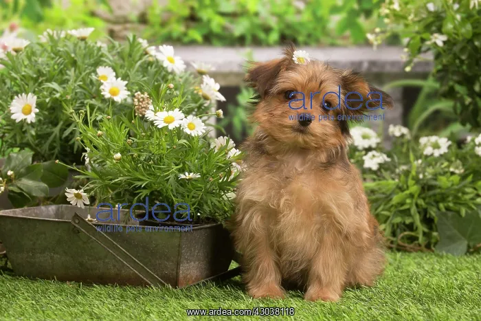 : Bichon Havanais (Havanese) puppy outdoors in the garden : Bichon Havanais (Havanese) puppy outdoors in the garden