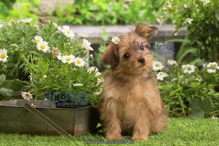 : Bichon Havanais (Havanese) puppy outdoors in the garden : Bichon Havanais (Havanese) puppy outdoors in the garden