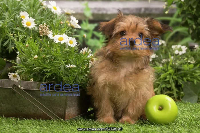 : Bichon Havanais (Havanese) puppy outdoors in the garden : Bichon Havanais (Havanese) puppy outdoors in the garden