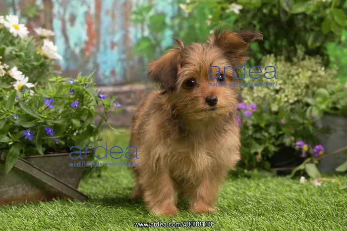 : Bichon Havanais (Havanese) puppy outdoors in the garden : Bichon Havanais (Havanese) puppy outdoors in the garden