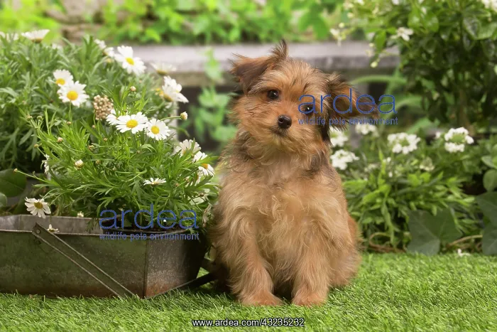 : Bichon Havanais (Havanese) puppy outdoors in the garden : Bichon Havanais (Havanese) puppy outdoors in the garden