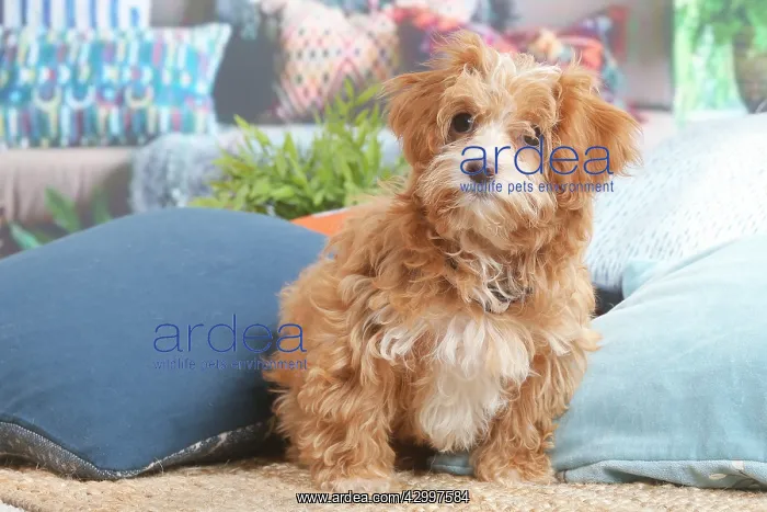 : Bichon Havanais puppy indoors : Bichon Havanais puppy indoors