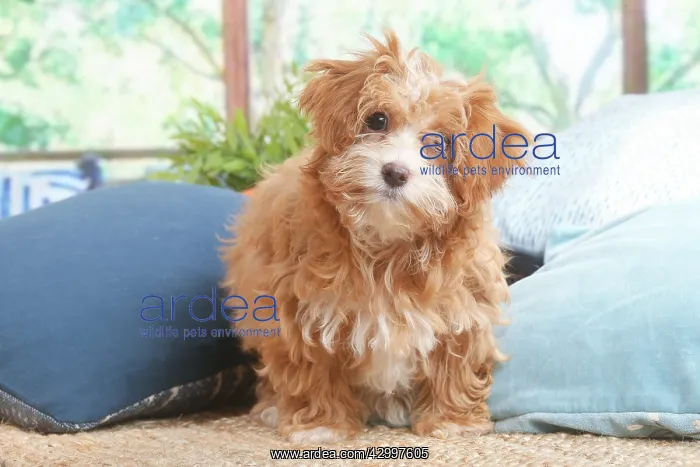 : Bichon Havanais puppy indoors : Bichon Havanais puppy indoors