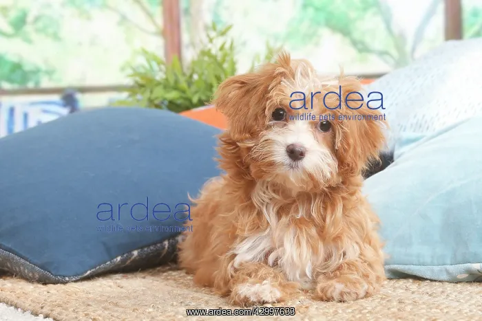 : Bichon Havanais puppy indoors : Bichon Havanais puppy indoors