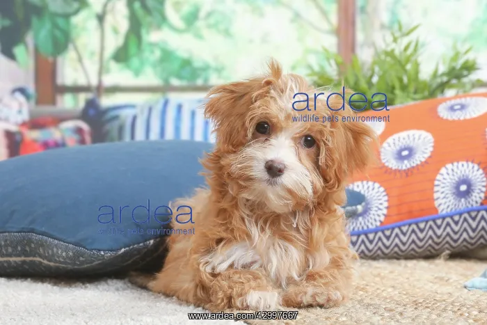 : Bichon Havanais puppy indoors : Bichon Havanais puppy indoors